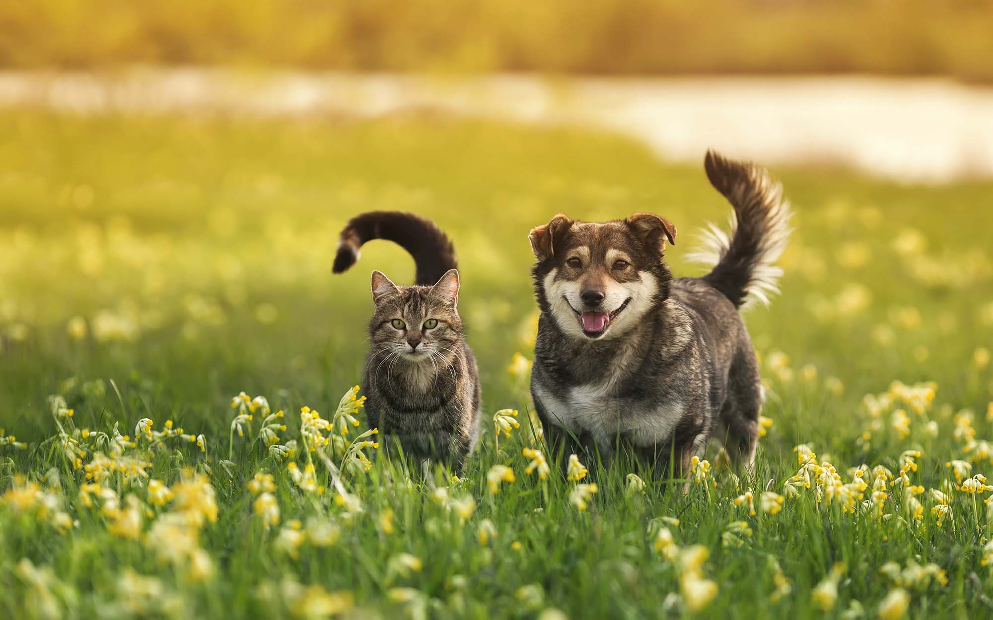 two cute furry friends striped cat and cheerful dog are walking in a sunny spring meadow.