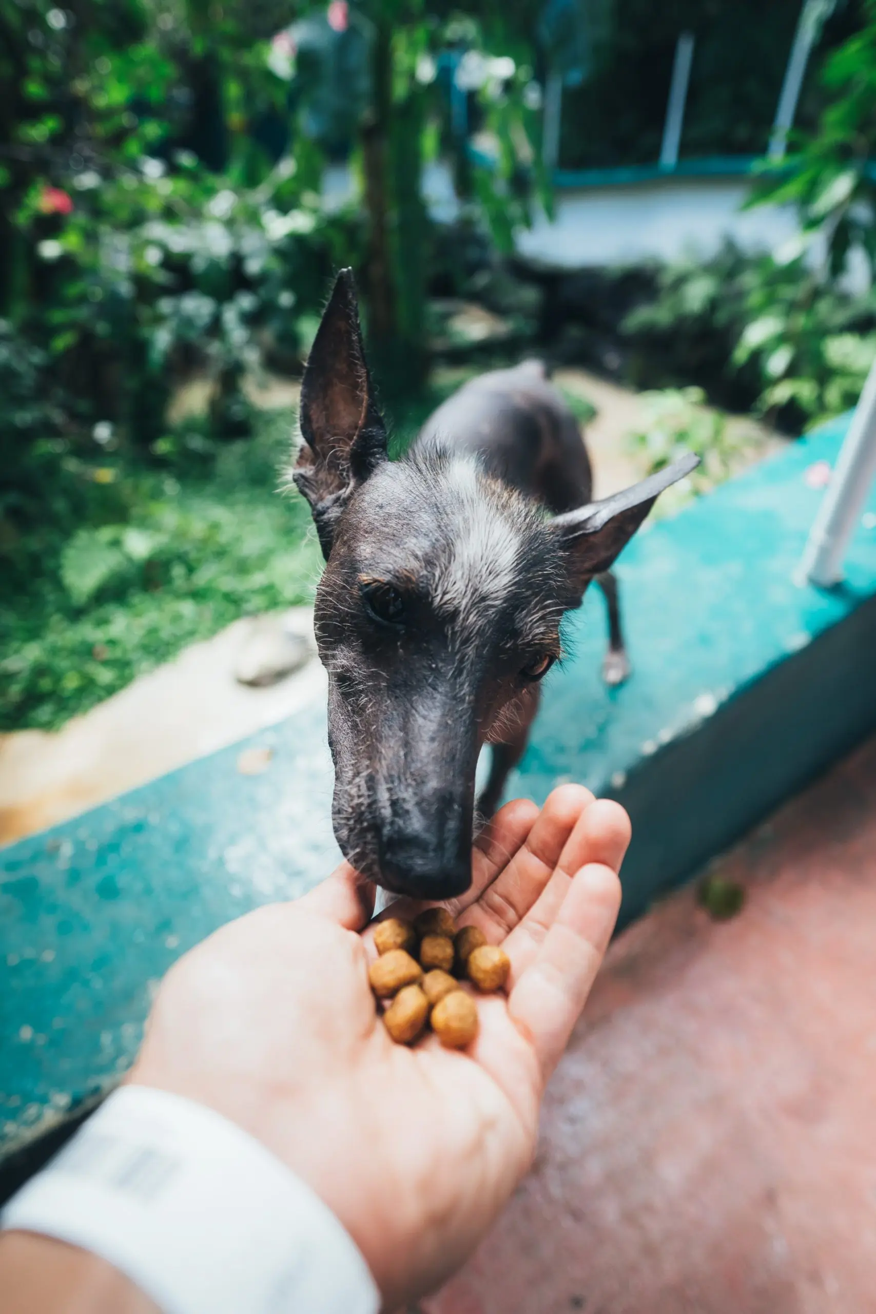 Dog eating treats