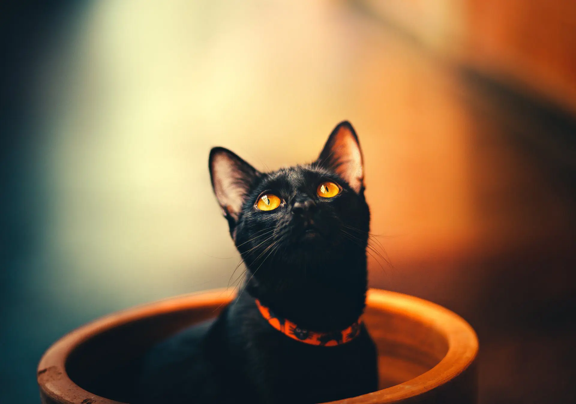 Cat image
