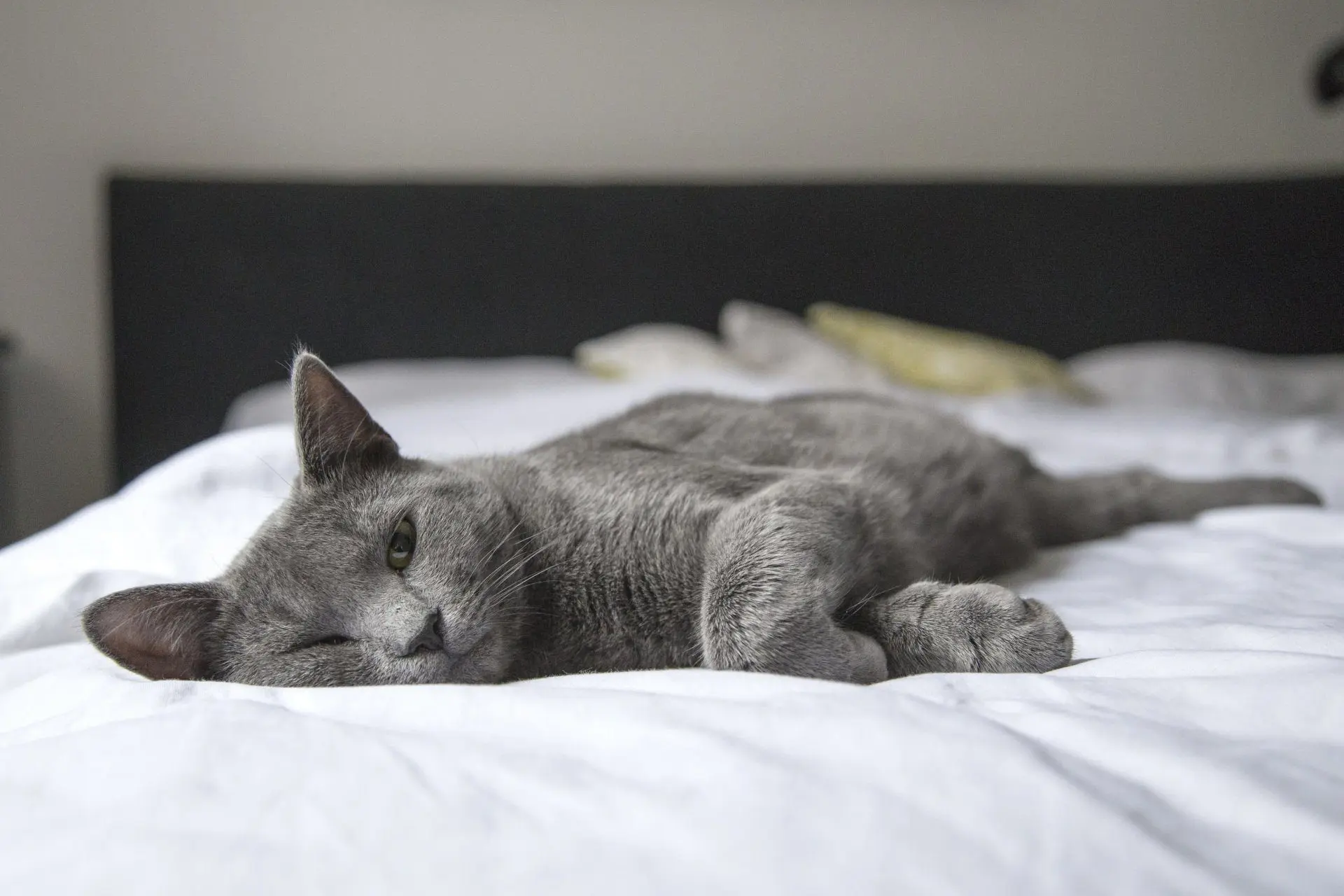Cat lying on bed