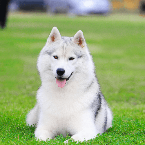 Grayish Husky on a gassy lawn
