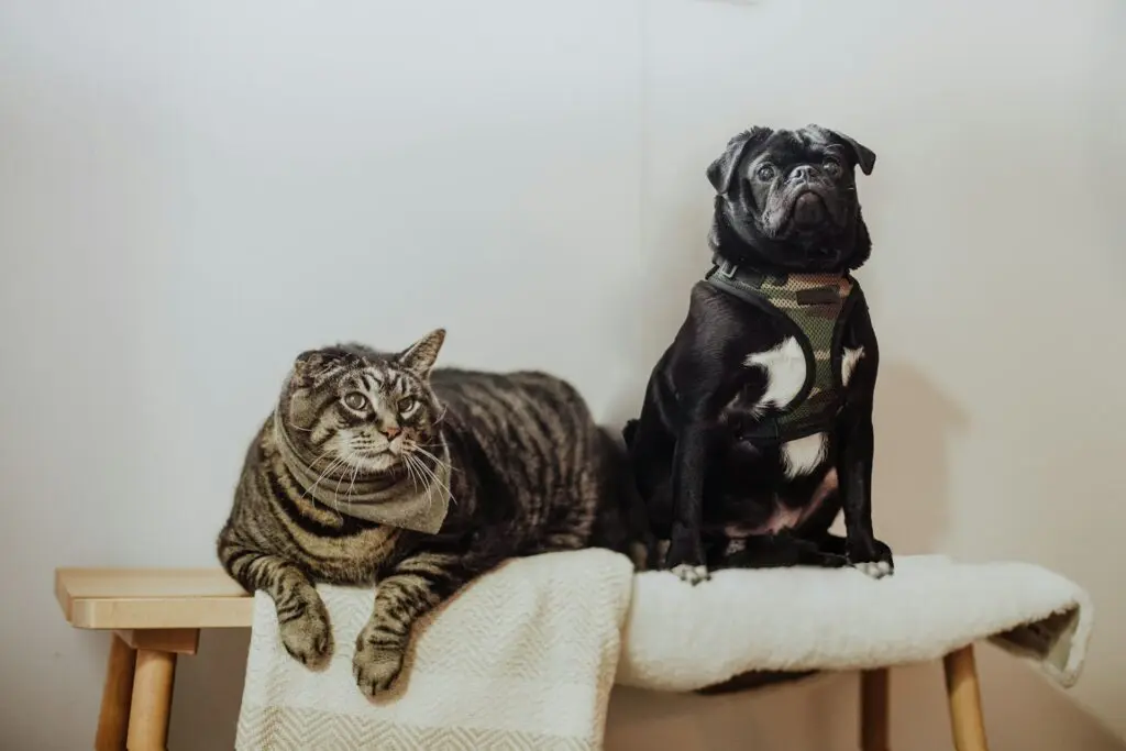 Beat the Heat: Signs of Heatstroke in Pets and What to Do