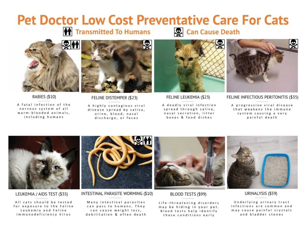 Pet Doctor Low Cost Preventative Care For Cats