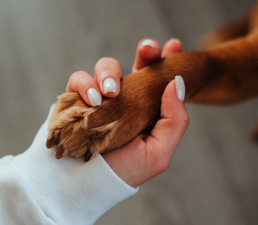 Brown paw of a dog holds hands with white nails