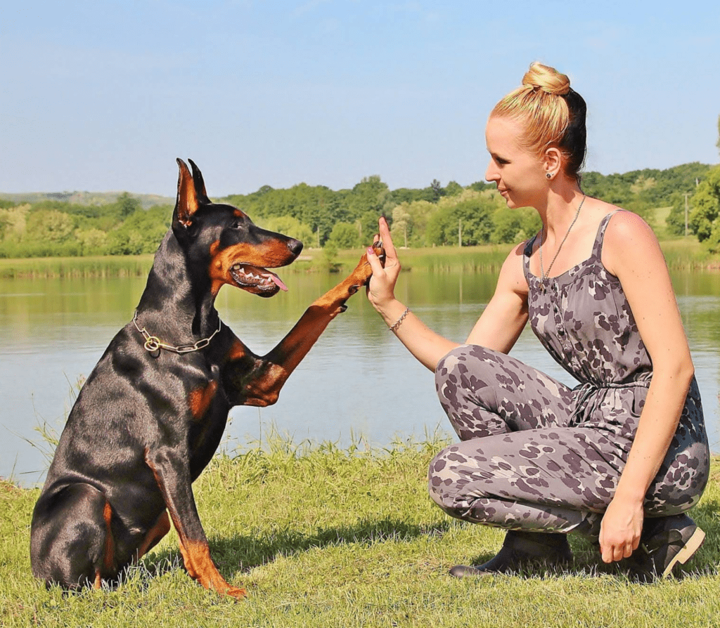 Adult Doberman giving a high-five to a lady near the lake