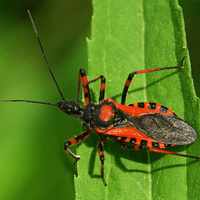 Red kissing bug on a green leaf