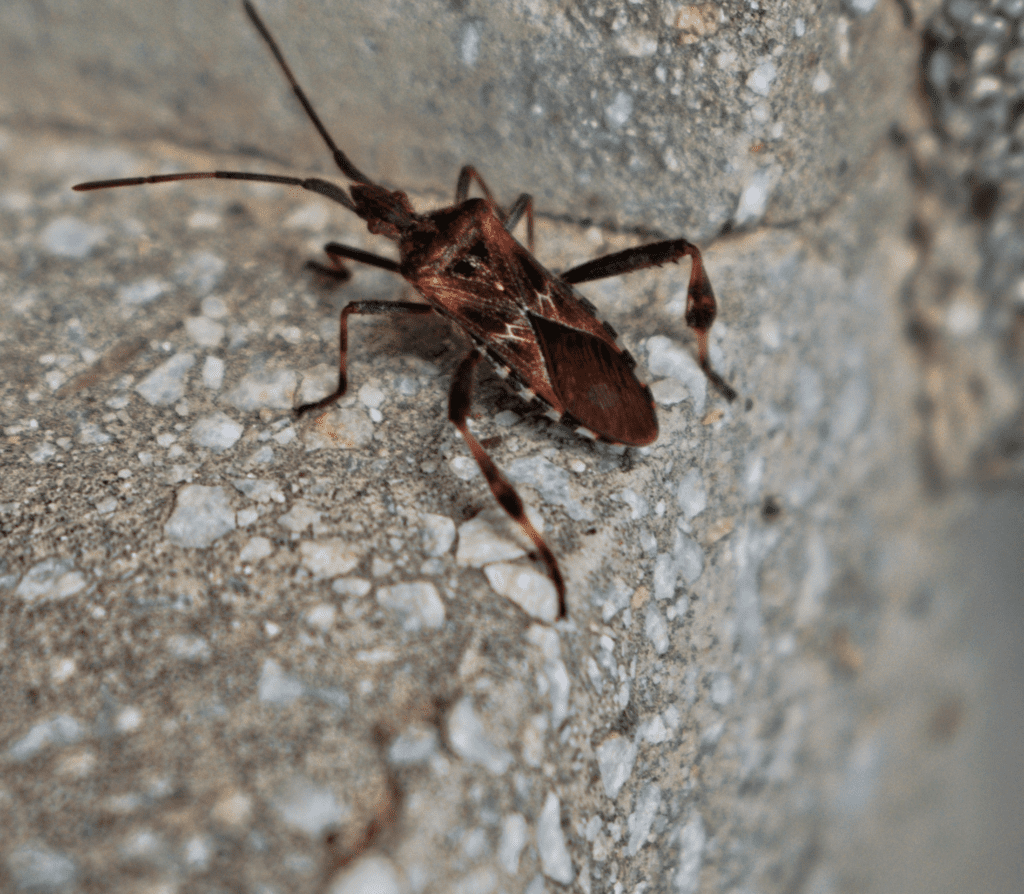Brown kissing bug on a gray pebbled surface