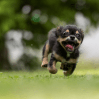 Dark gray Chihuahua running fast