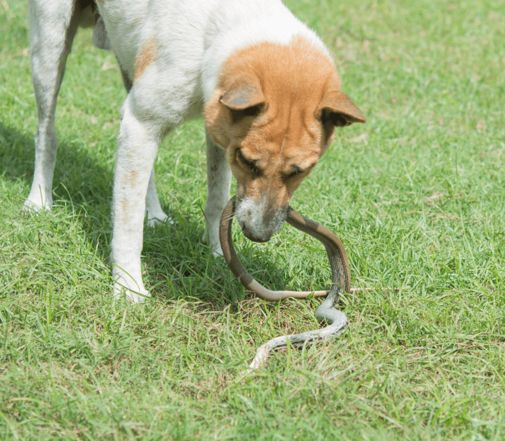 Dog biting a snake