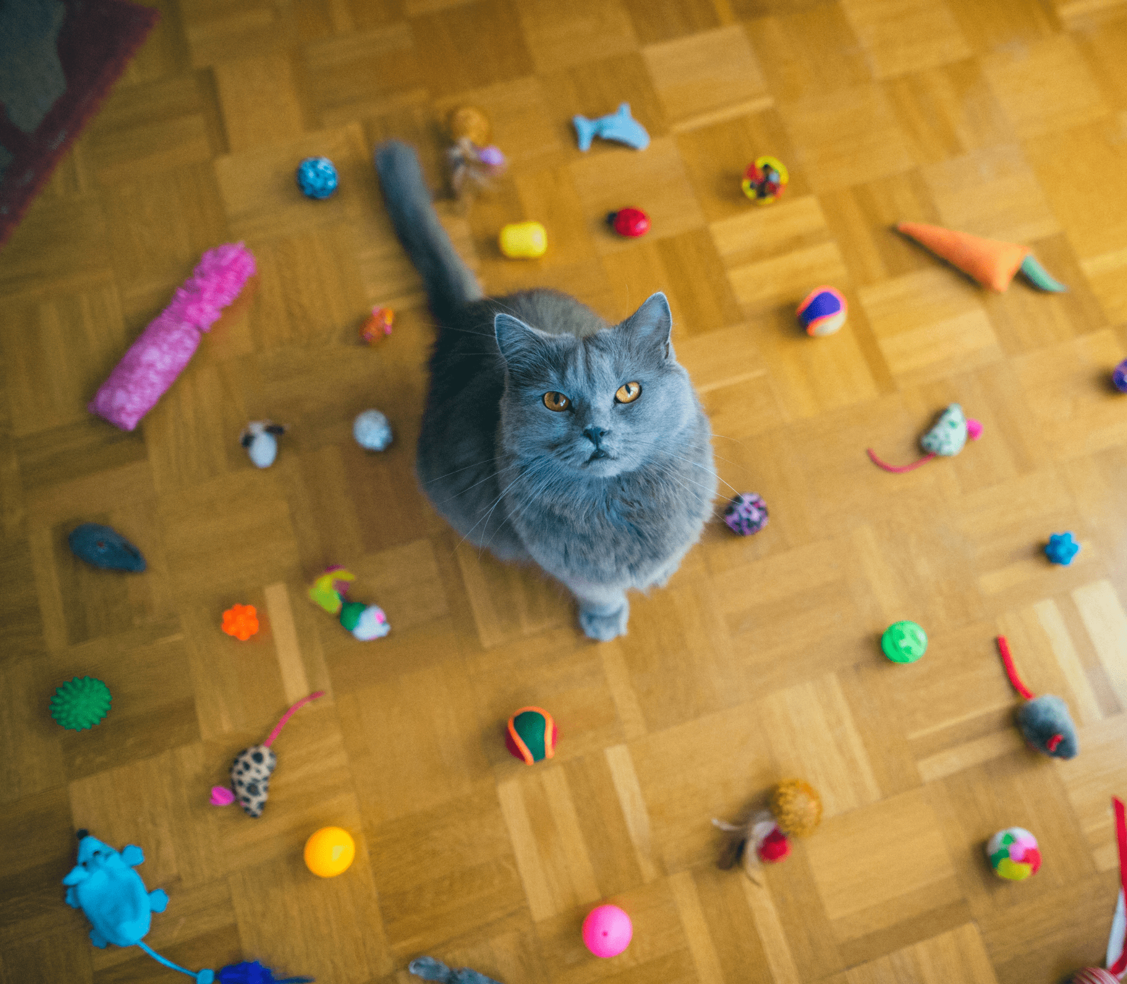Gray cat with cat toys around scattered on brown floor
