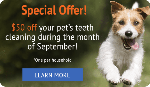 $50 off your pet's teeth cleaning during the month of September!