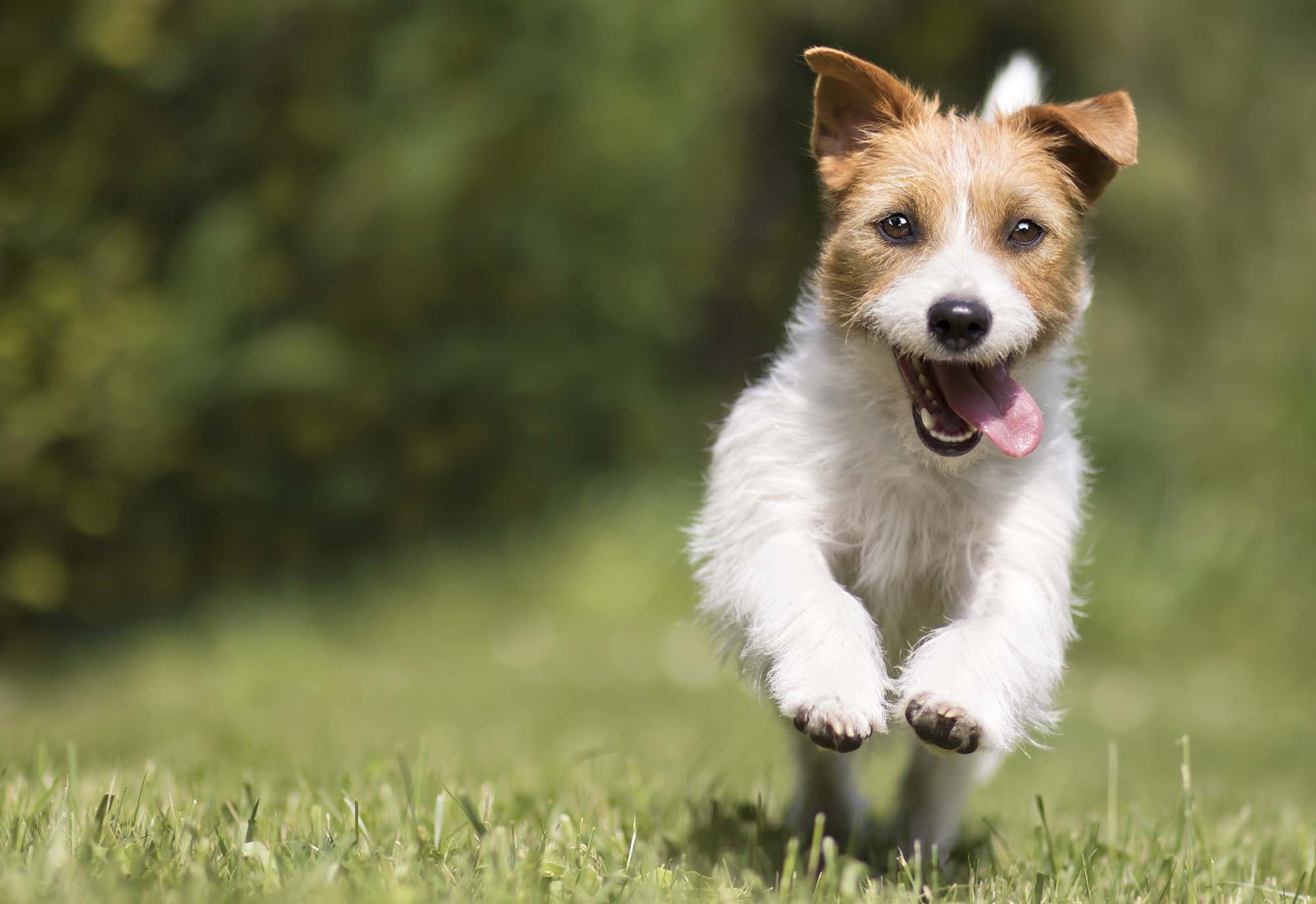Funny playful happy crazy jack russell terrier smiling cute pet dog puppy running and jumping in the grass in summer.