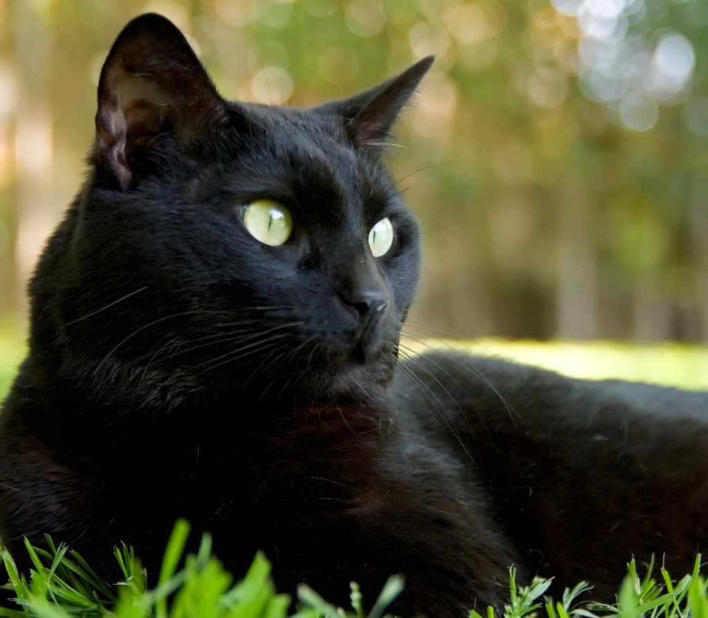 Black cat sitting on grass staring blankly far away