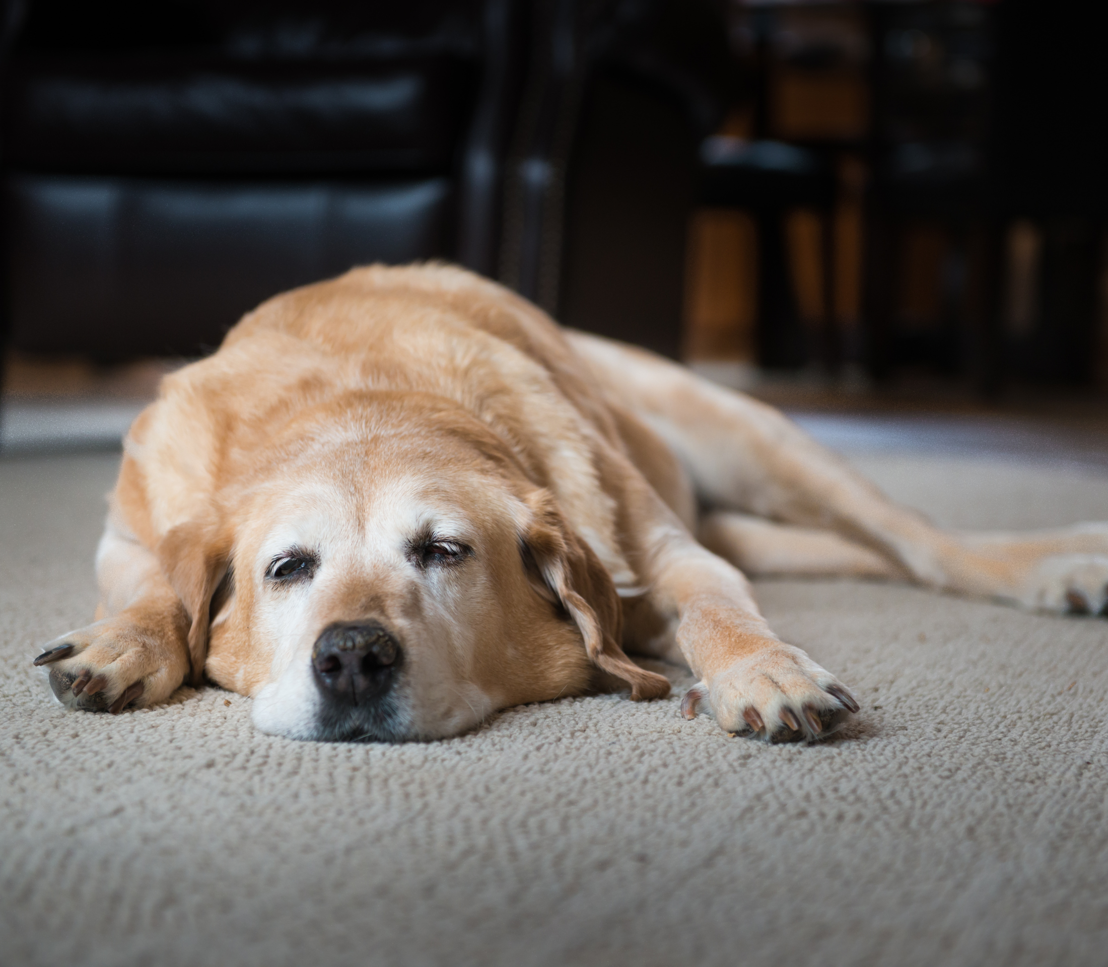 Cream-colored dog laying on the floor
