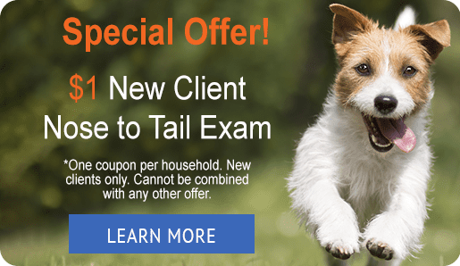 Special Offer! $1 New Client Nose to Tail Exam