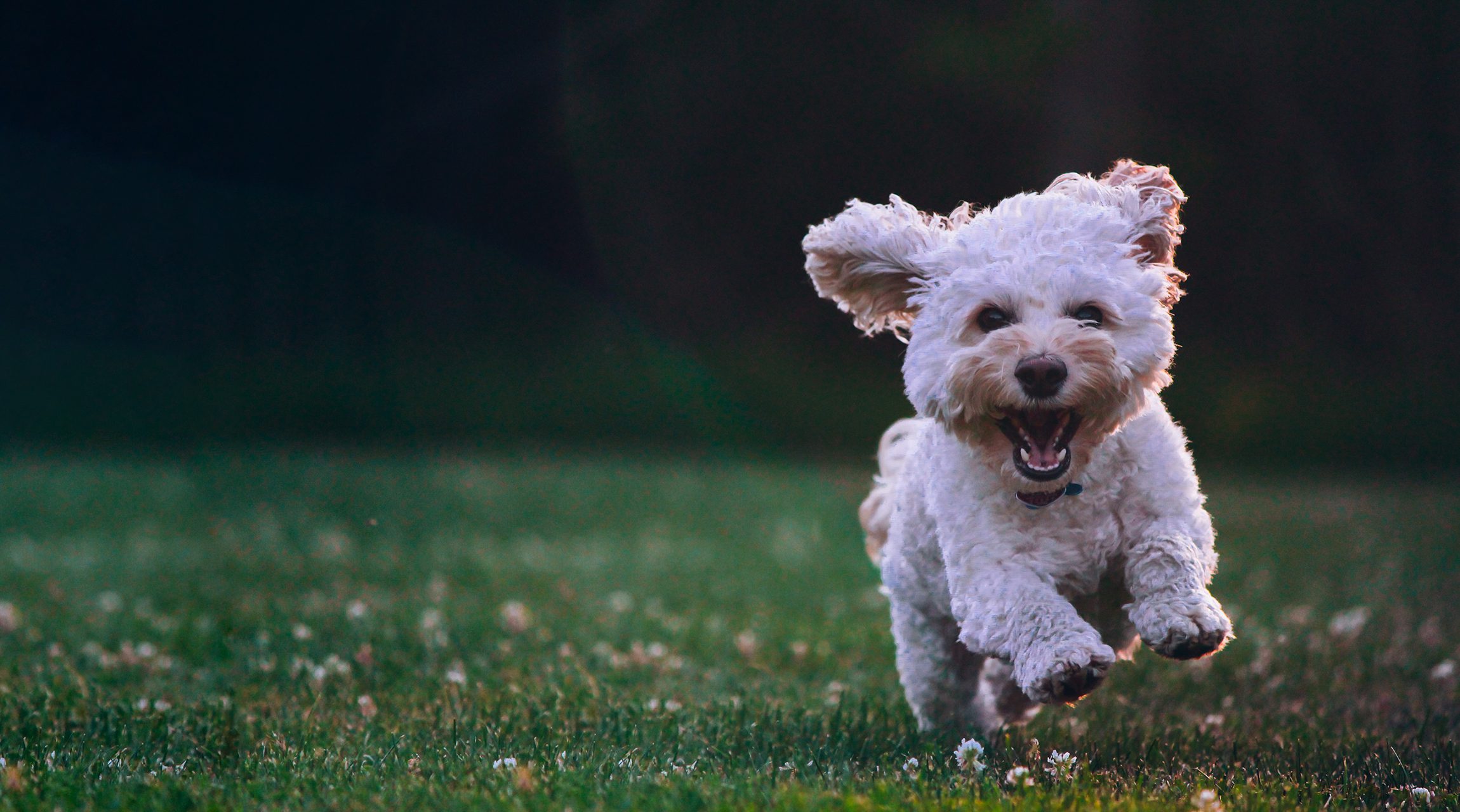 A small white poodle mix running in a grass field