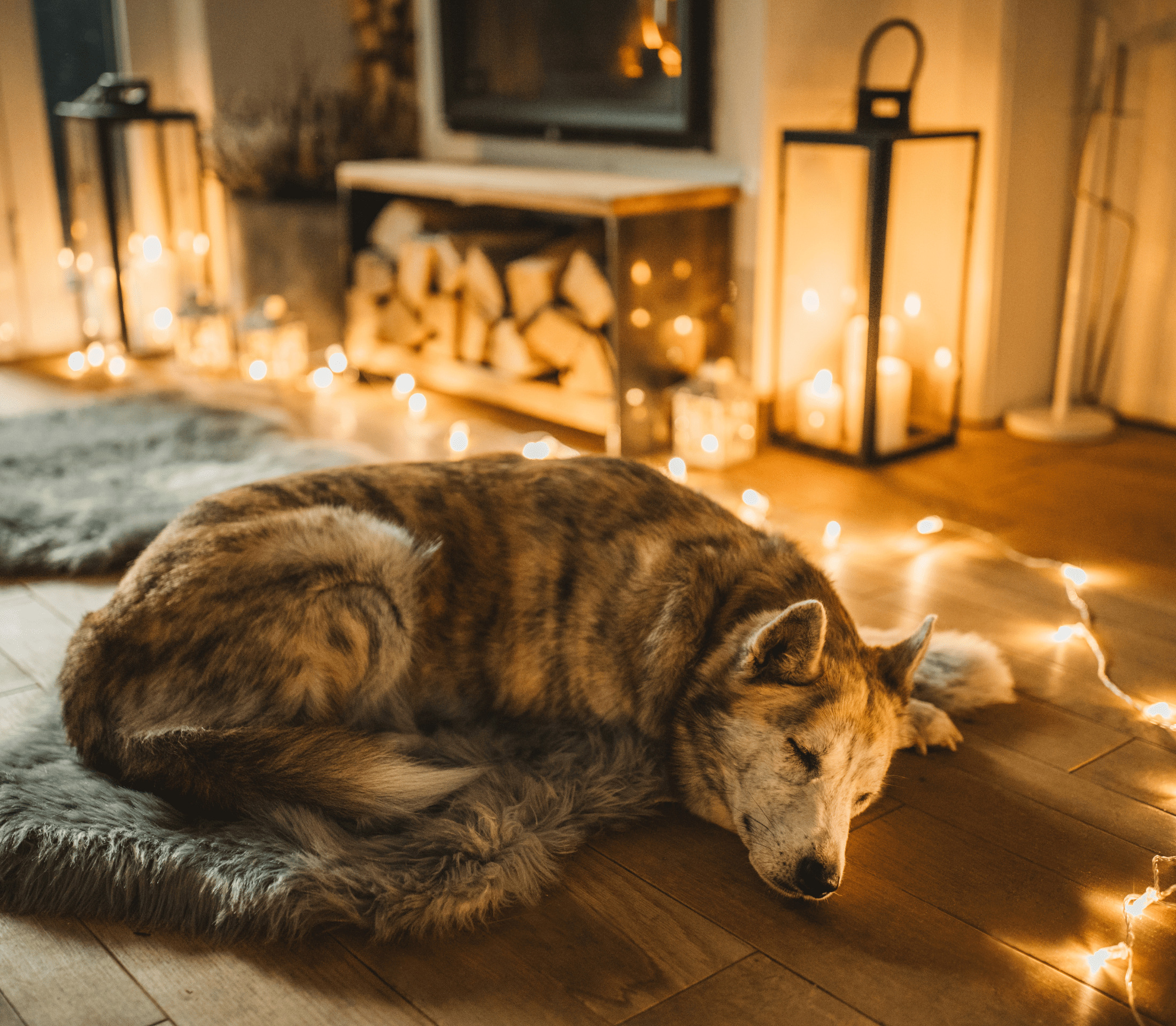 Brownish husky dog sleeping comfortably on the floor with string lights