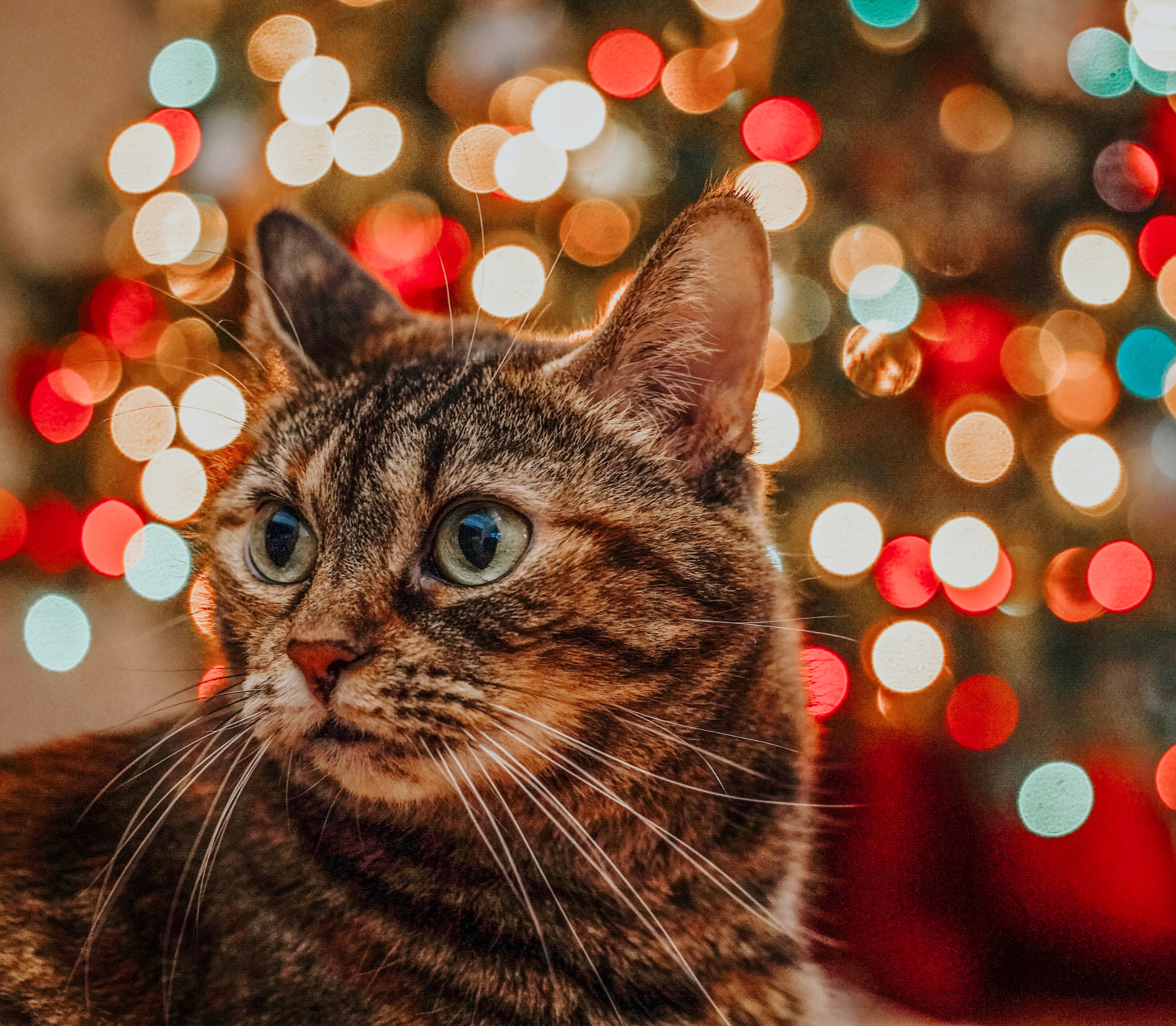 Tabby cat with christmas lights on the background