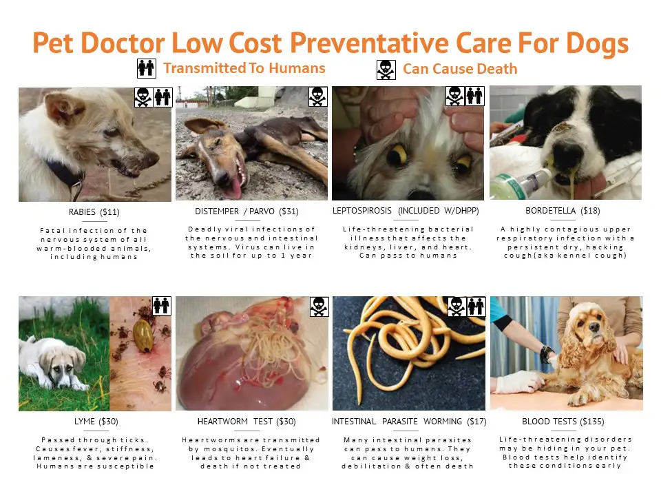 Pet Doctor Low Cost Preventative Care For Dogs
