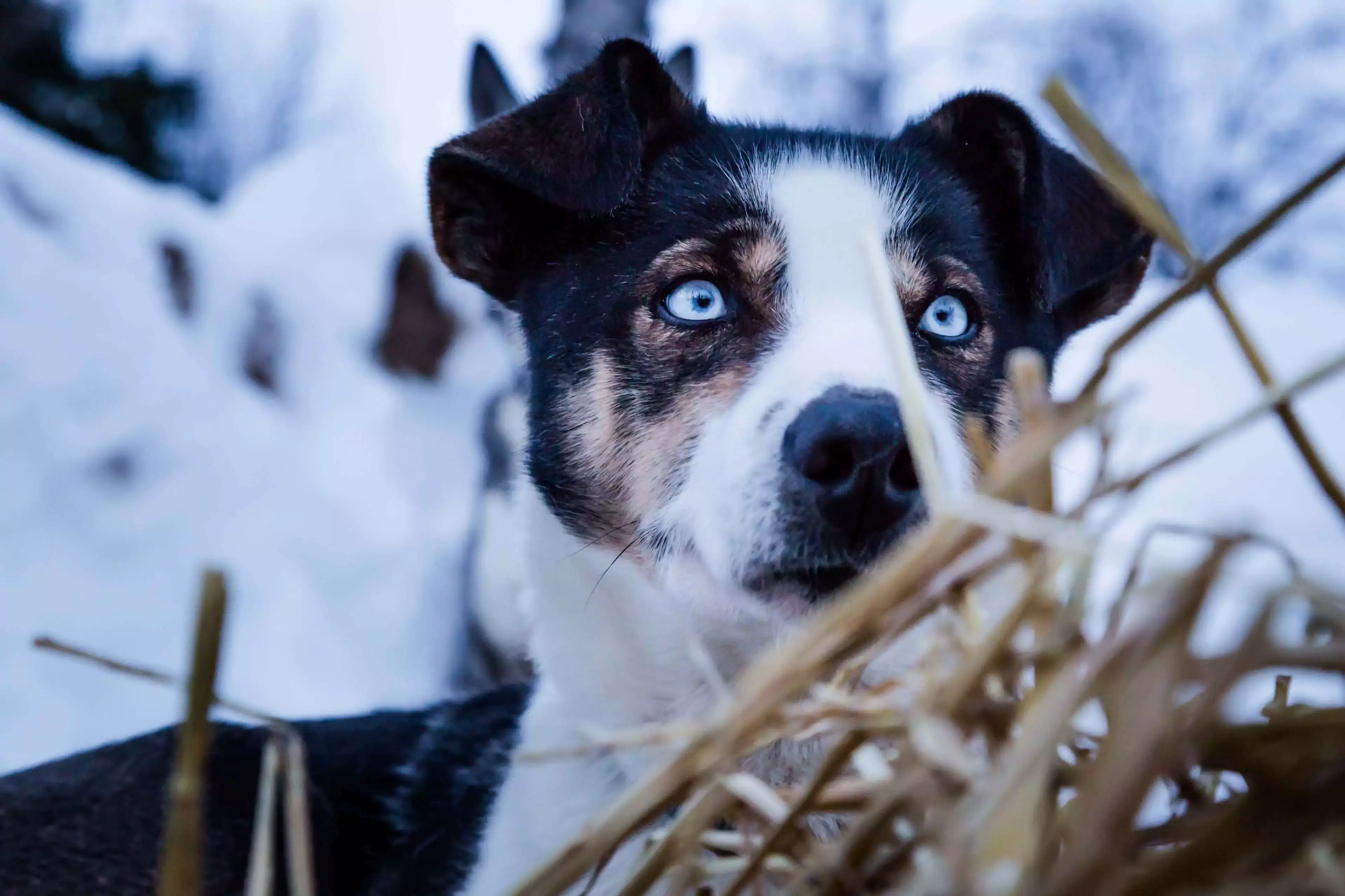 Preventative Care: Protecting Your Dog'S Nose From Spots - 291orrc