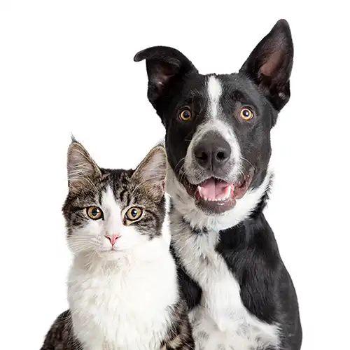 Tabby and white cat and happy Border Collie crossbreed dog with smiling expression
