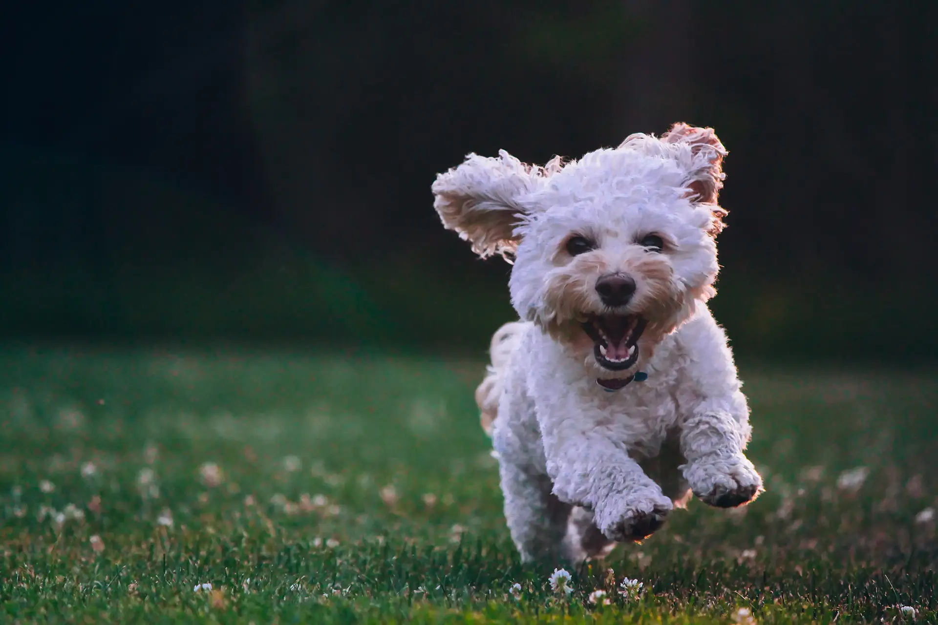 A small white poodle mix running in a grass field