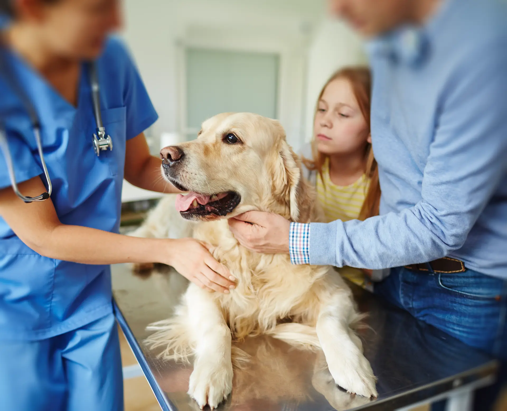 Our Veterinarians