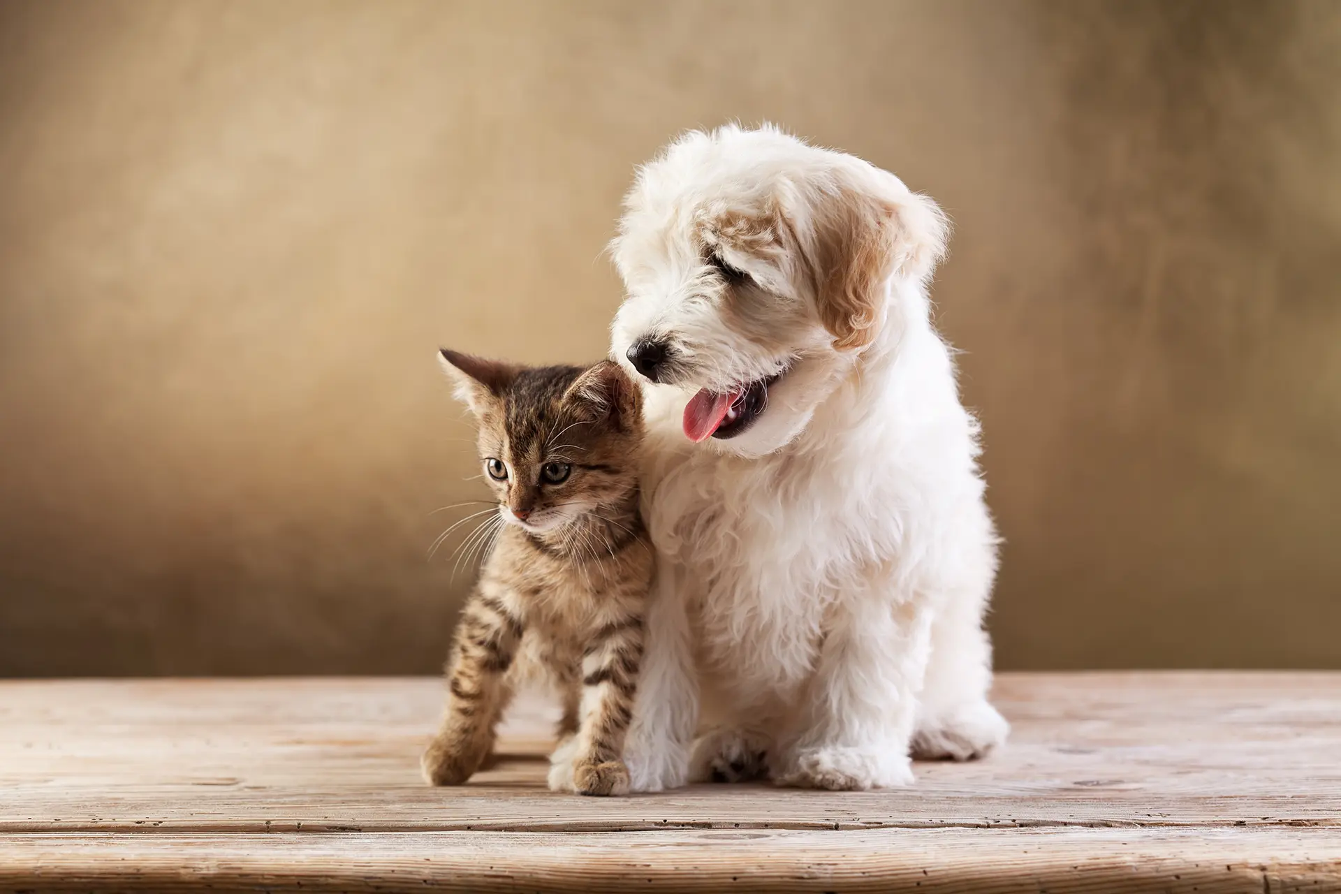 Puppy & Kitten Information Videos