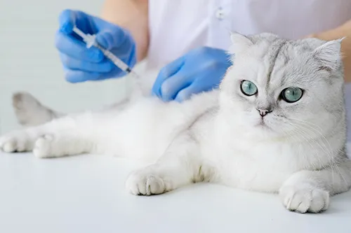 Wellness & Vaccinations