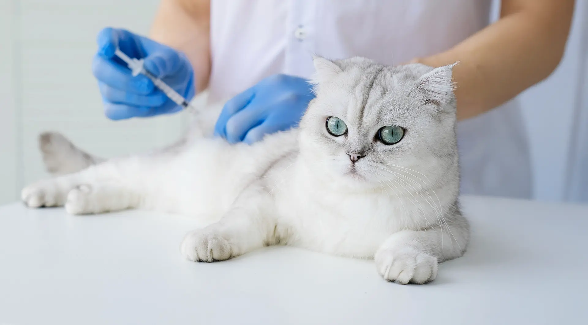 Wellness & Vaccinations