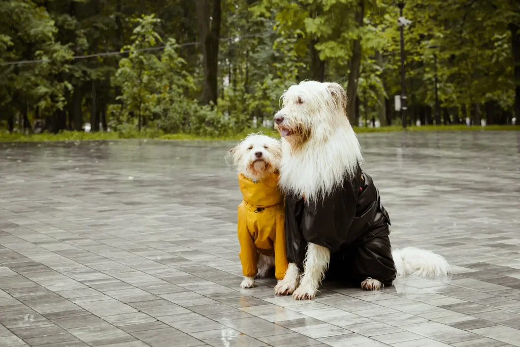 Preventive Pet Health Care: The Secret to a Long, Happy Life for Your Furry Friend