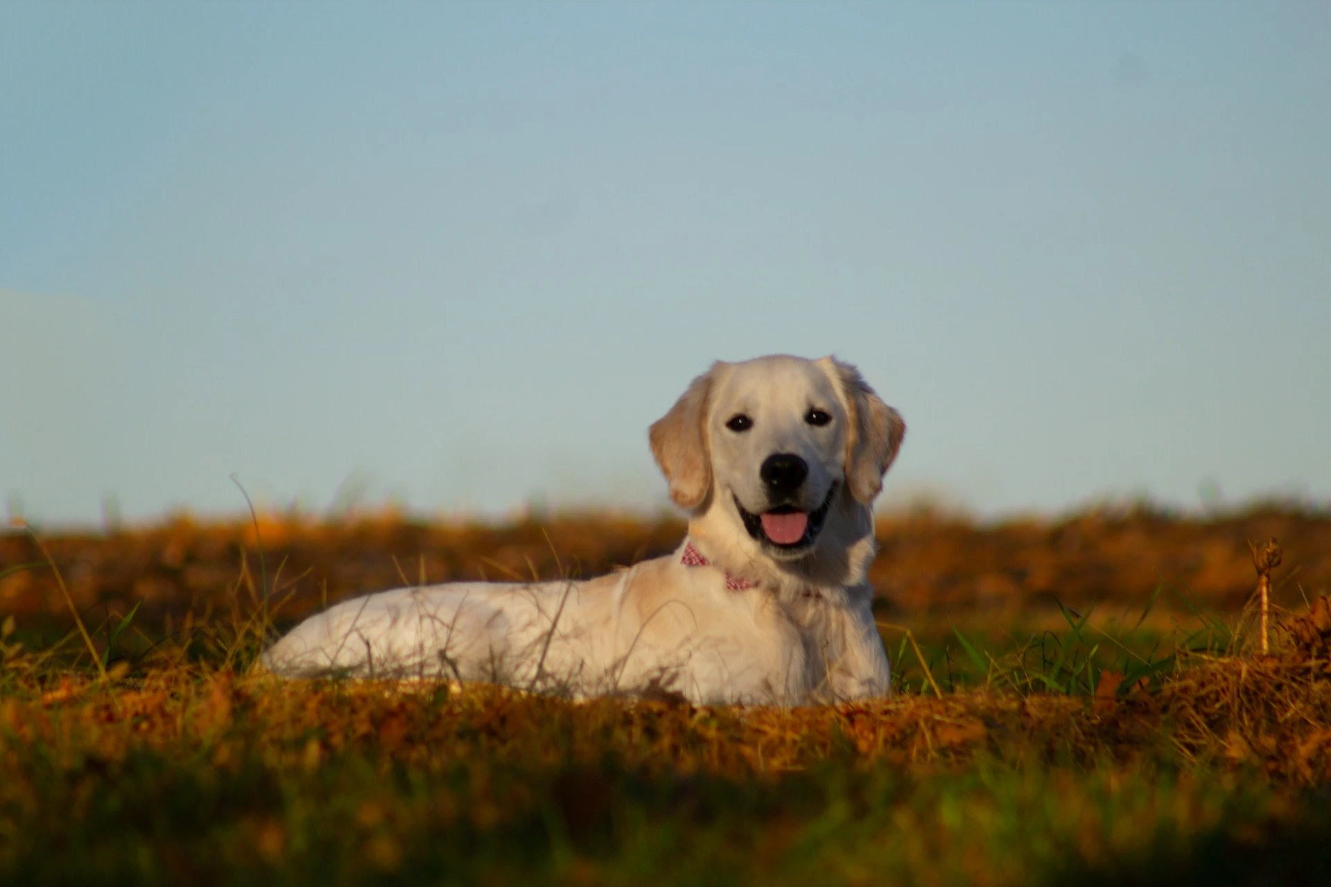 A cream-colored puppy lies in a golden, sunlit field under a clear blue sky.