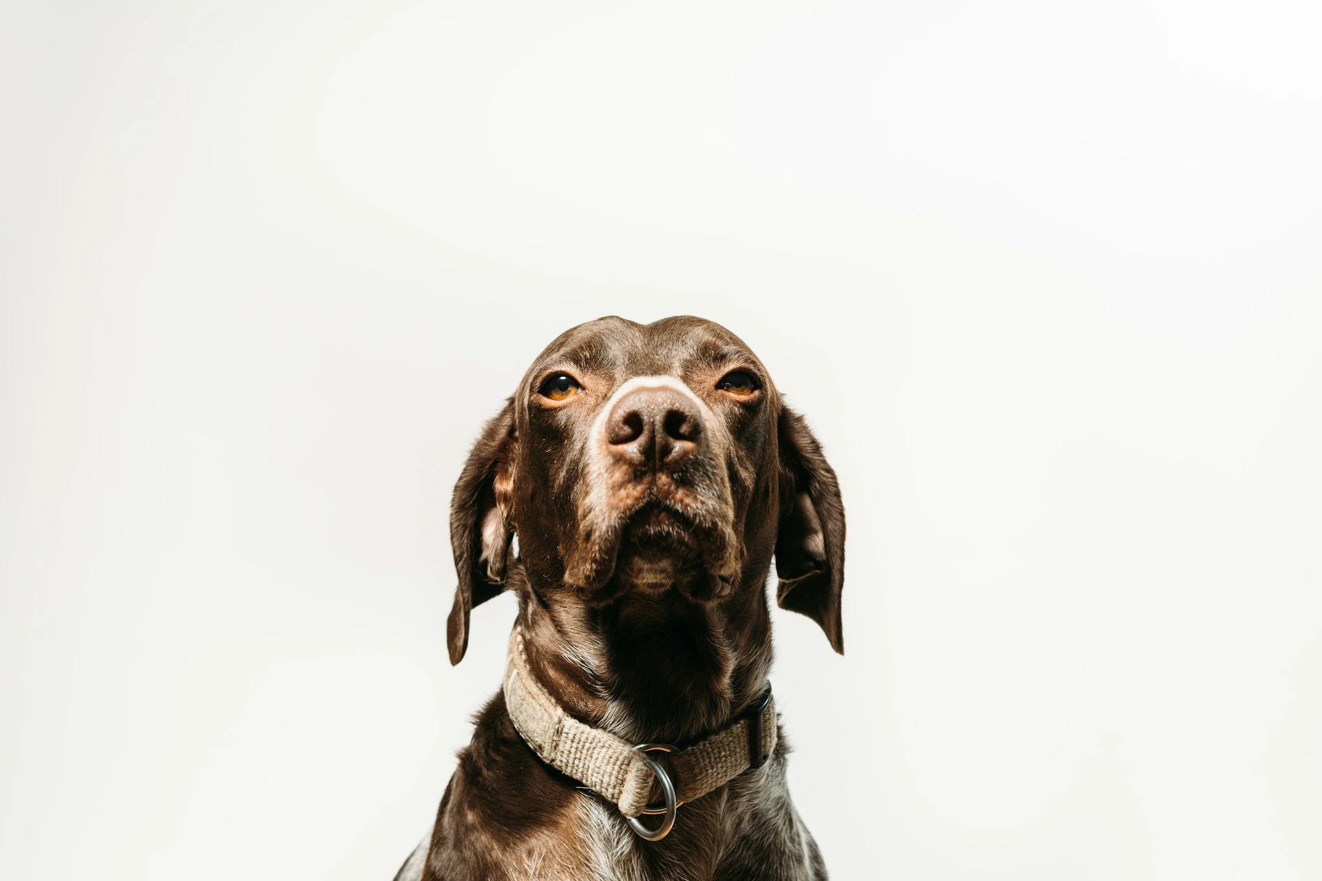 A brown and white pointer dog looks upward against a white background.