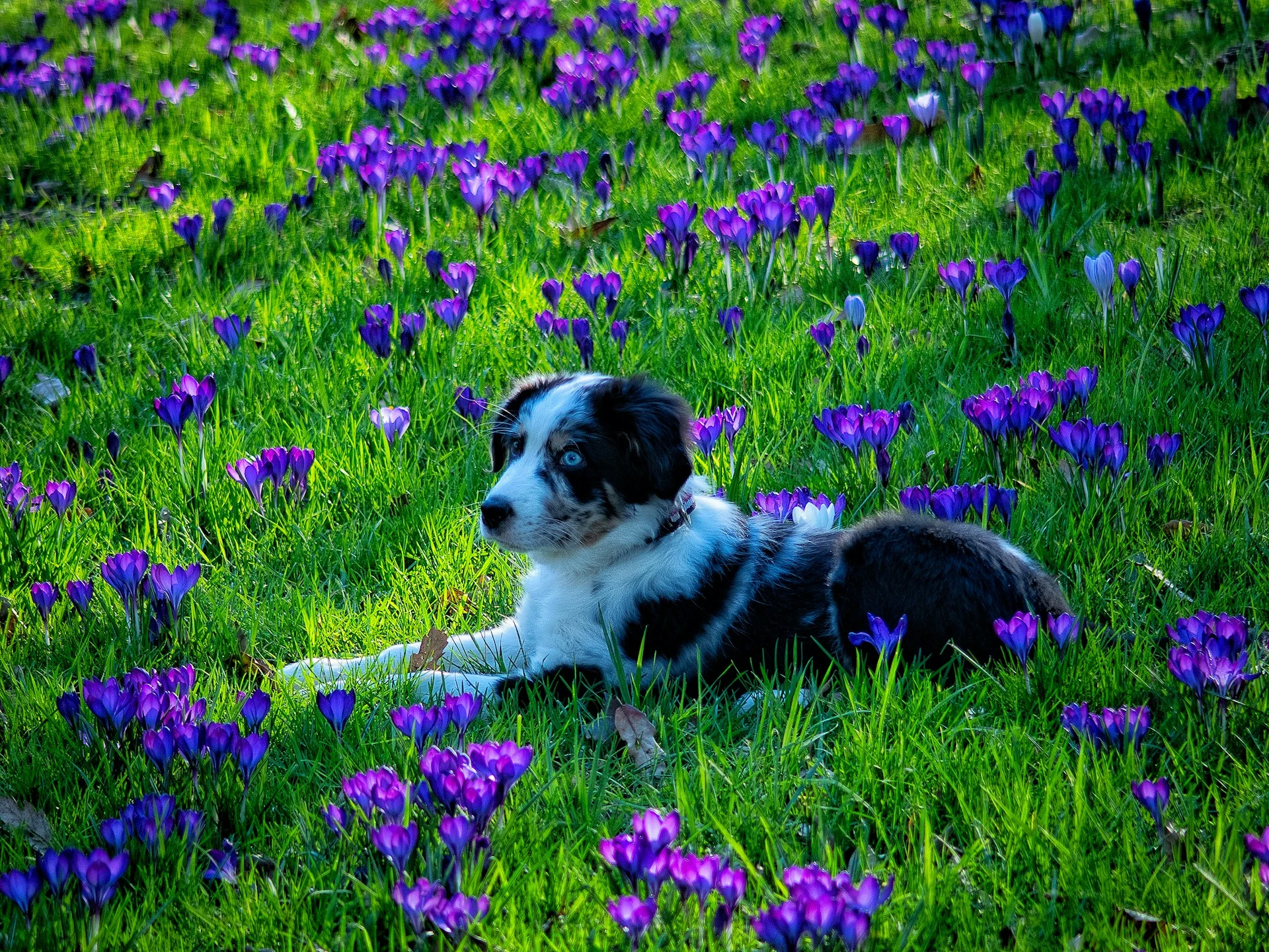 An Australian Shepherd puppy lies in a lush green field filled with purple crocus flowers.