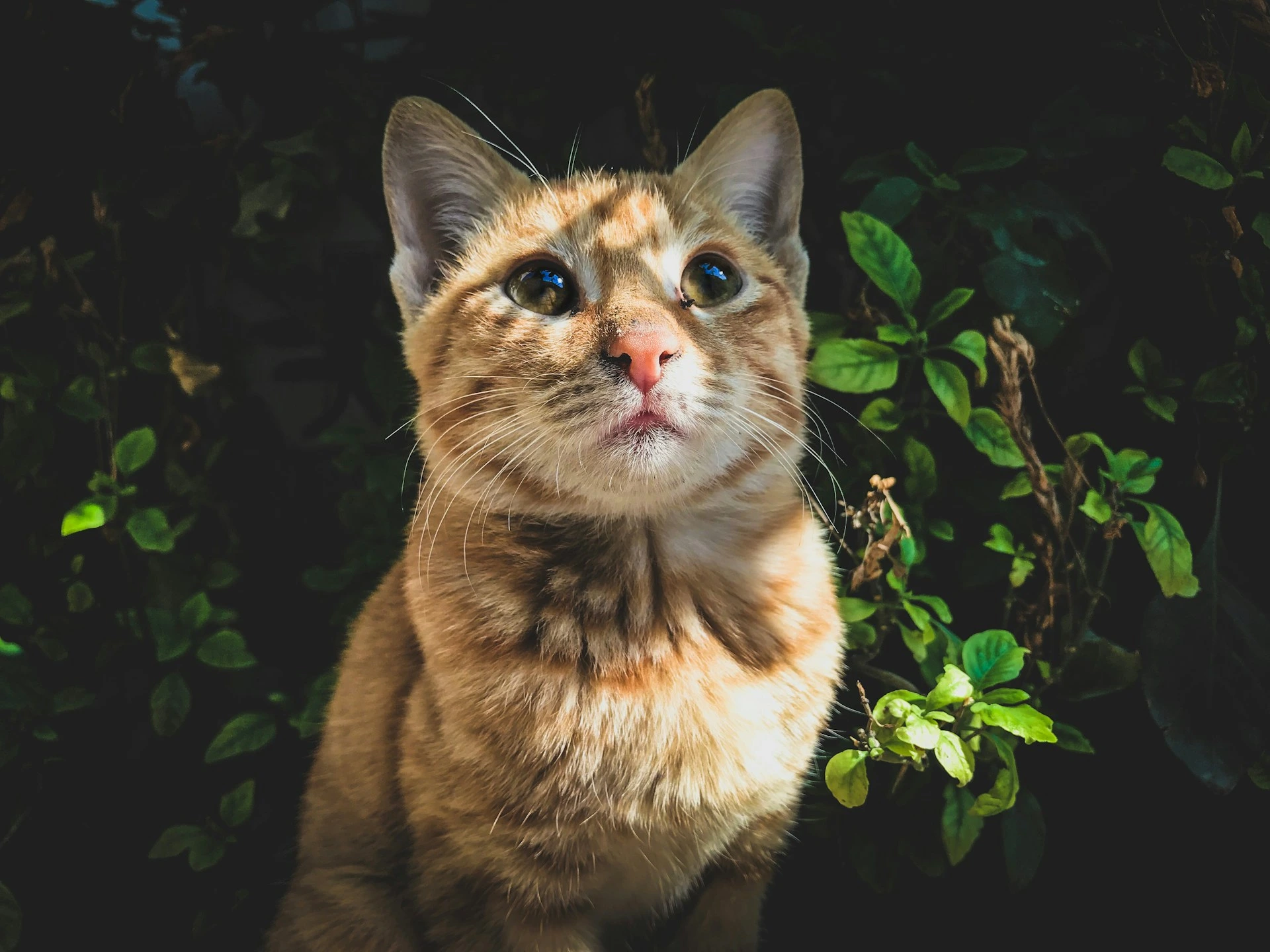 An orange tabby cat looks upward while sitting in front of dark green foliage.