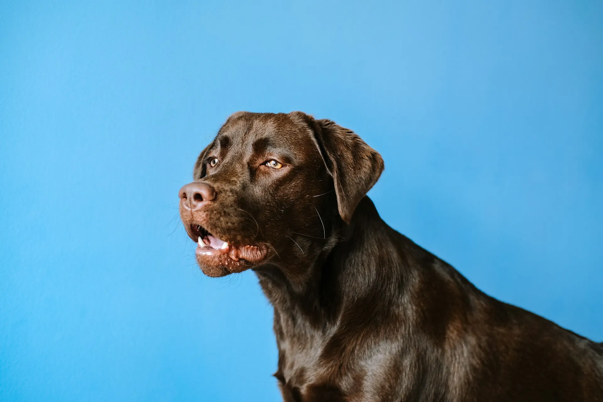 A chocolate Labrador Retriever set against a vibrant blue background.