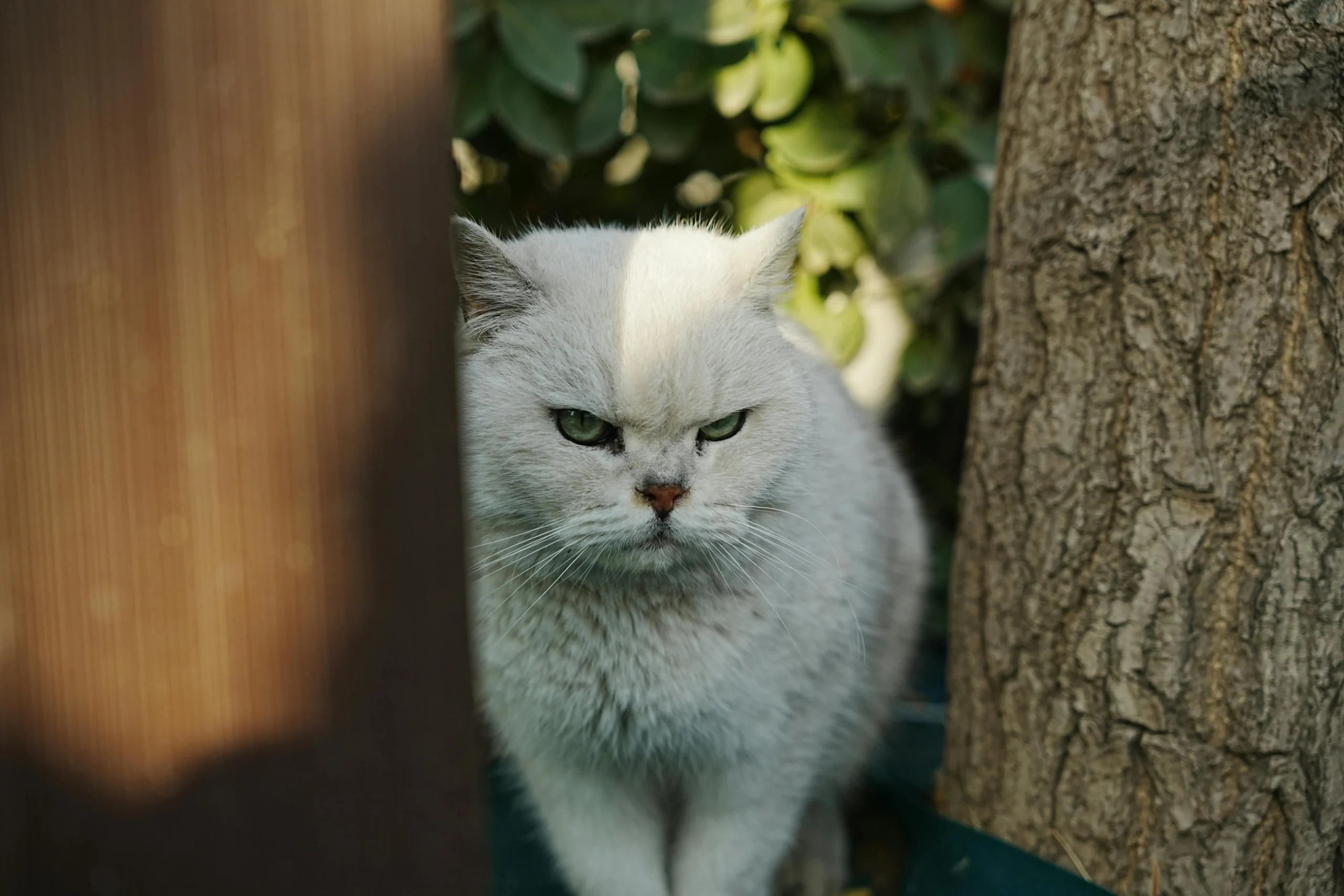 A white cat framed by a wooden fence post on a textured tree trunk on the right.