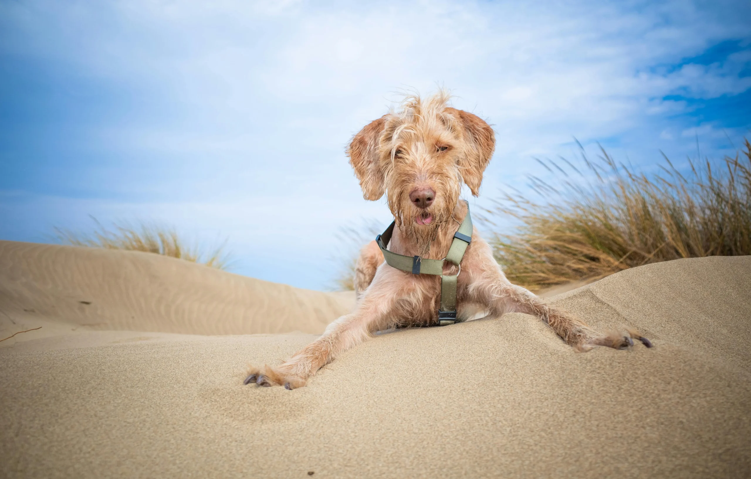 A dog lies stretched out on a sandy dune, with a blue sky in the background.