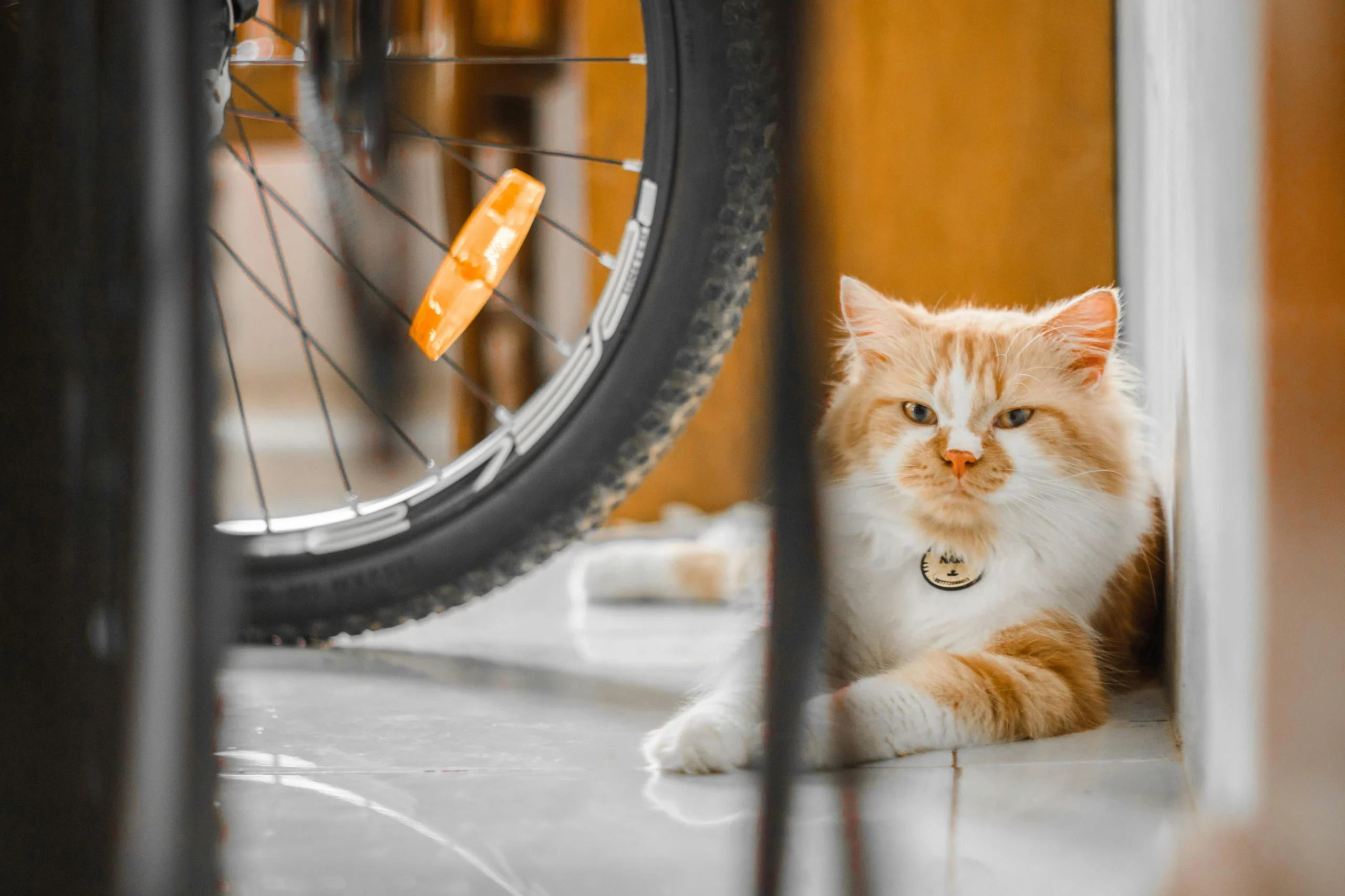 An cat sits on a tiled floor next to a bicycle.