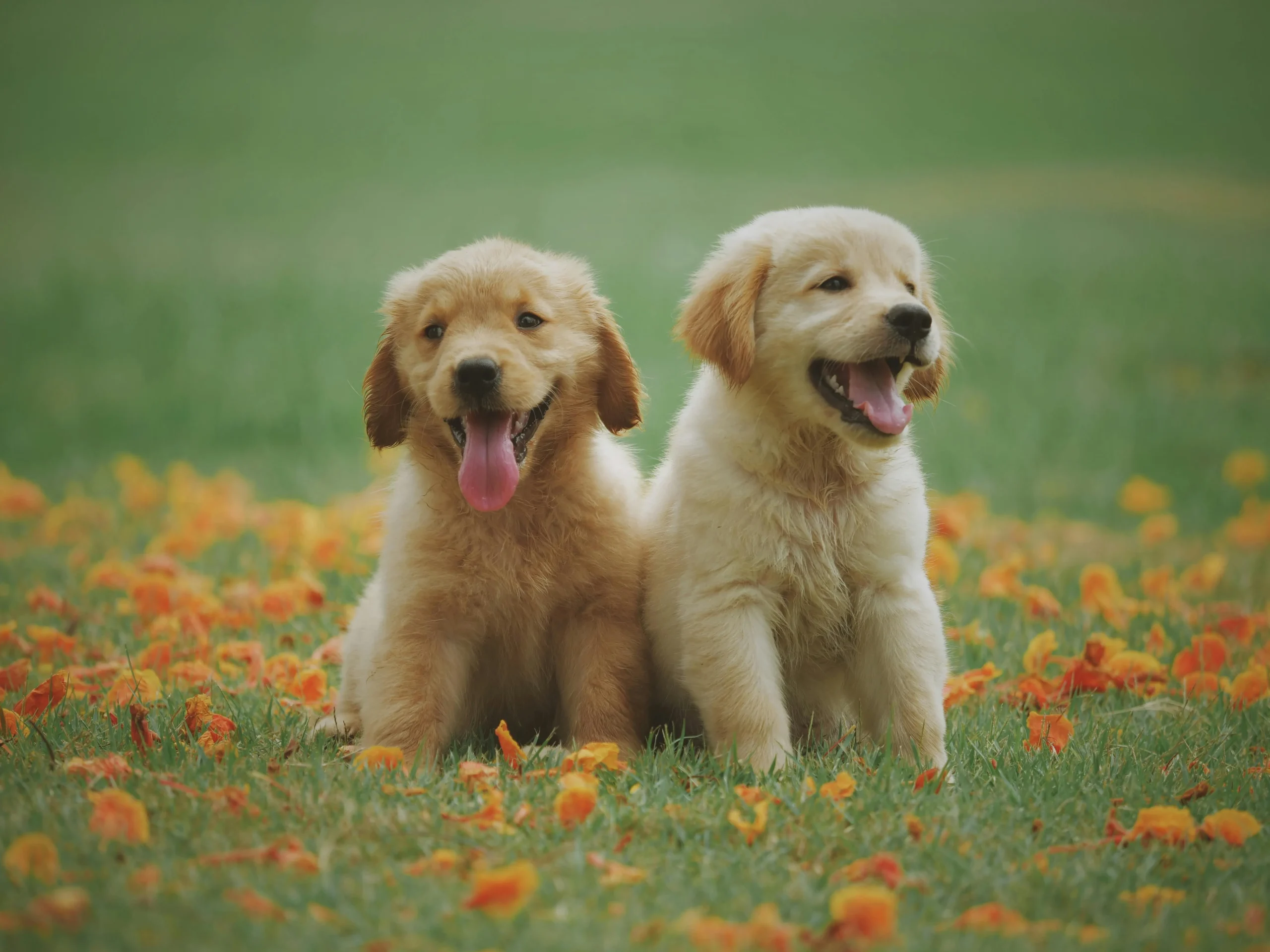 Two Golden Retriever puppies sit side-by-side on a green lawn.