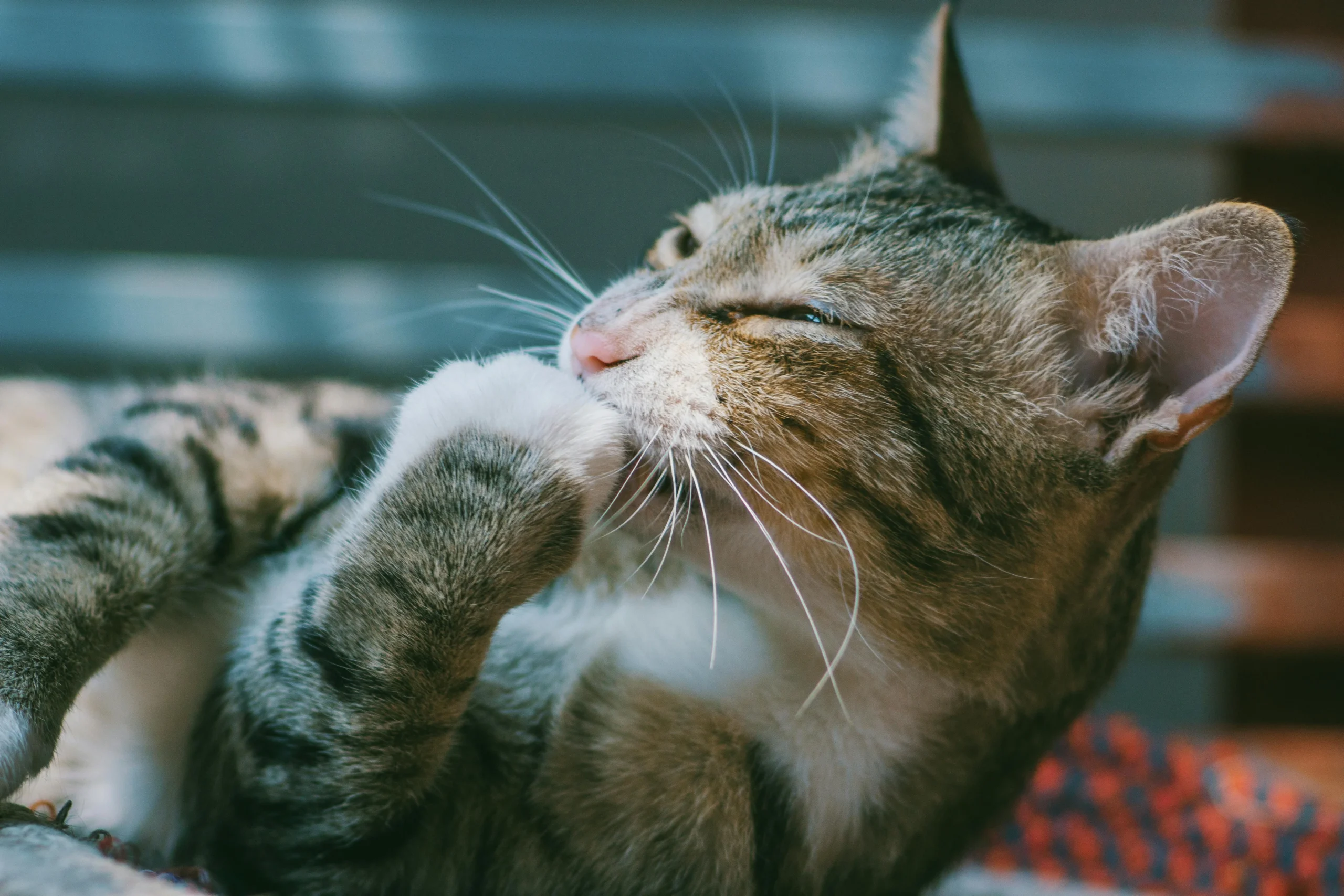 A tabby cat lies on its side grooming its raised front paw.