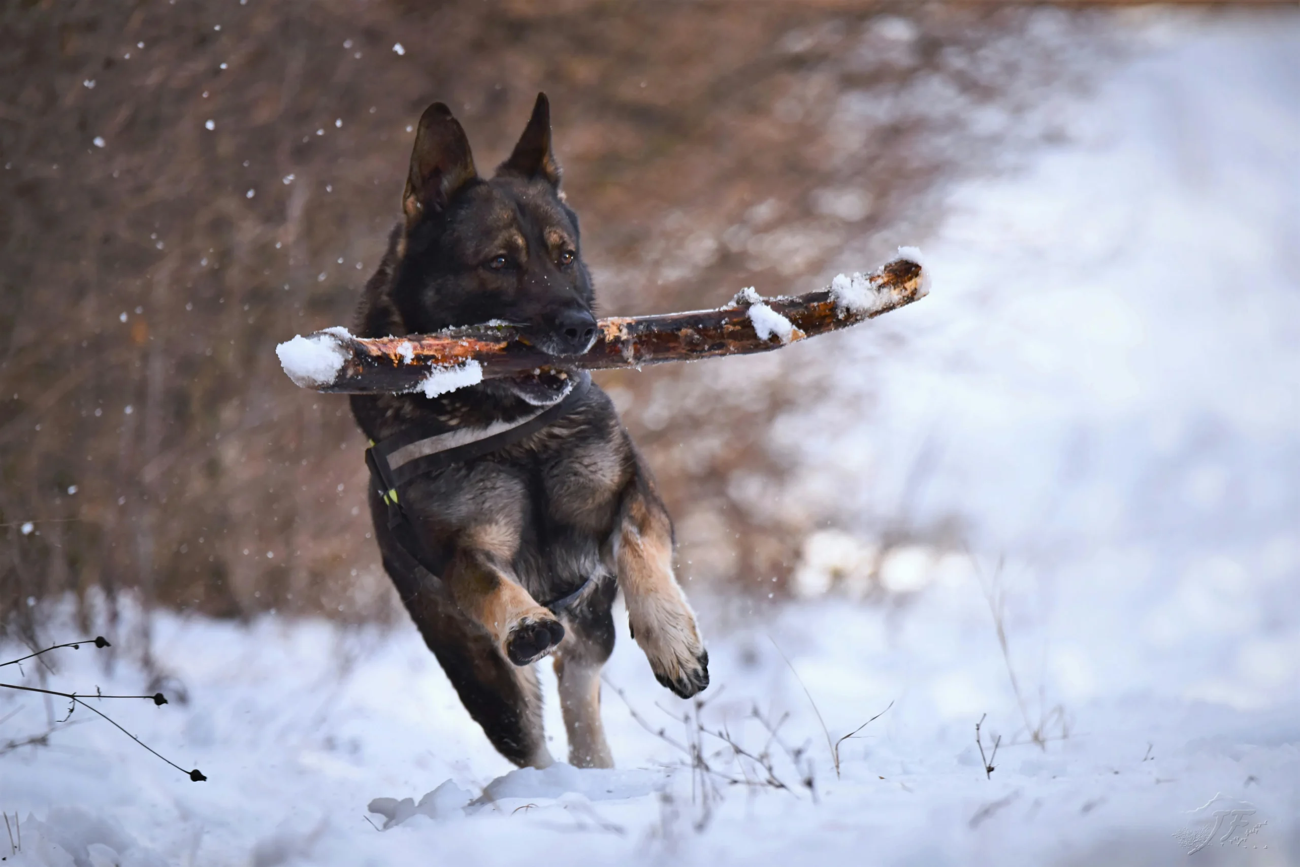 A German Shepherd leaps through a snow-covered field, carrying a wooden branch in its mouth.