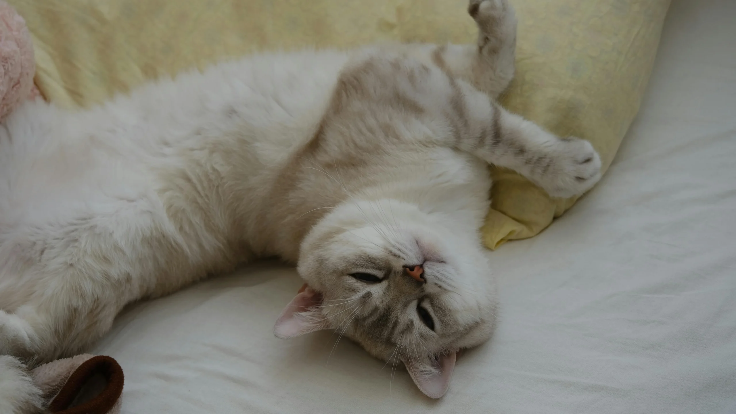 A cat lies on a white bed, its head tilted upside down.