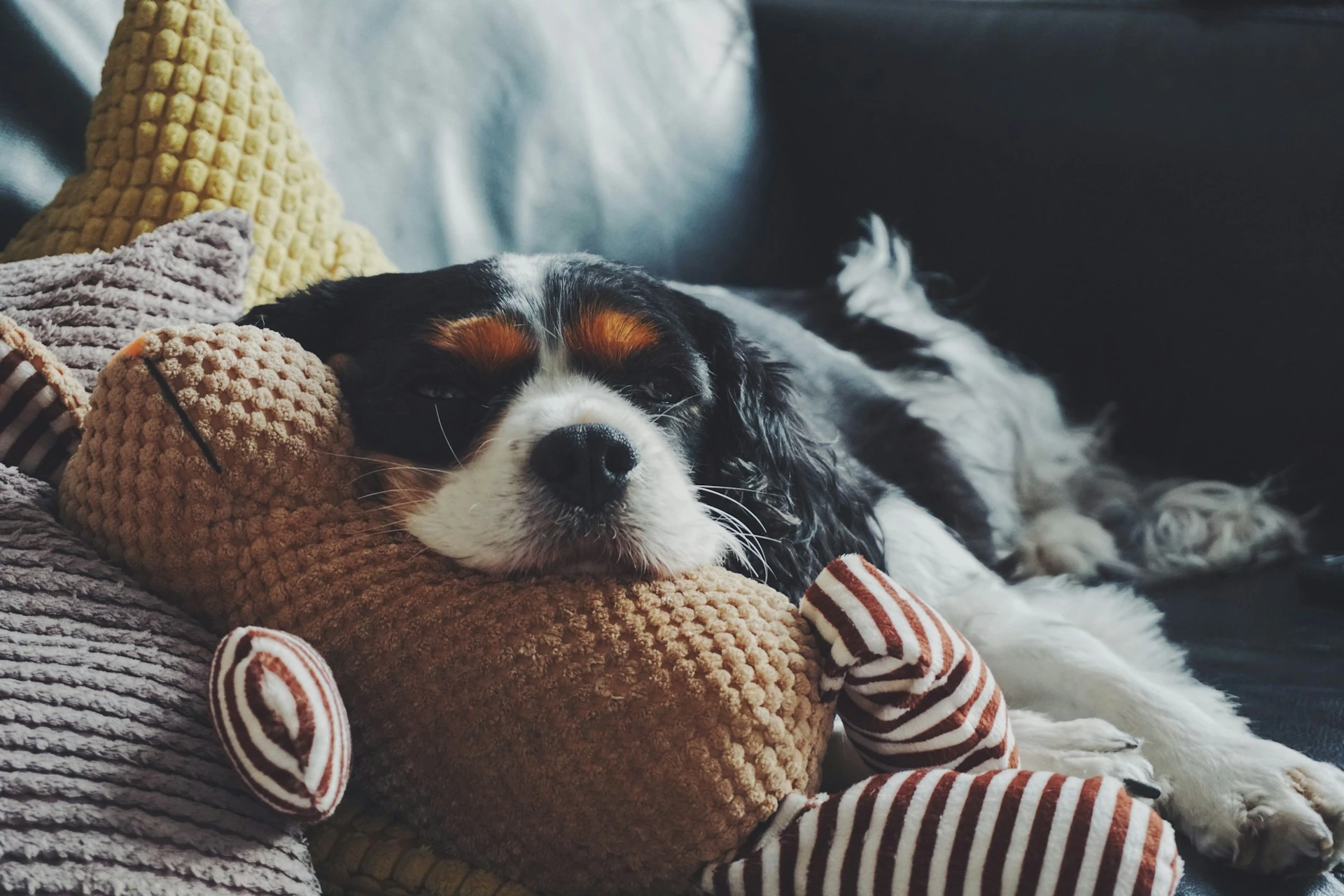 A Cavalier King Charles Spaniel resting its head on a brown stuffed animal.