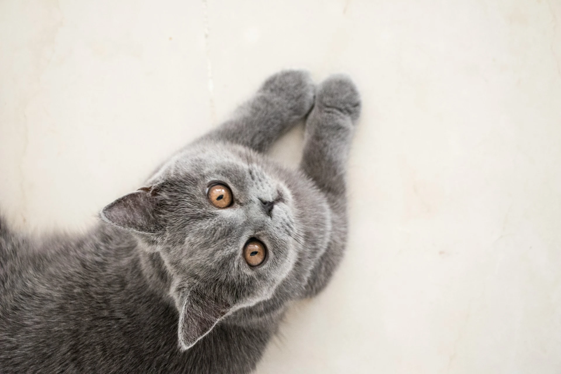 A top-down view of a grey British Shorthair cat looking up while lying on the floor.