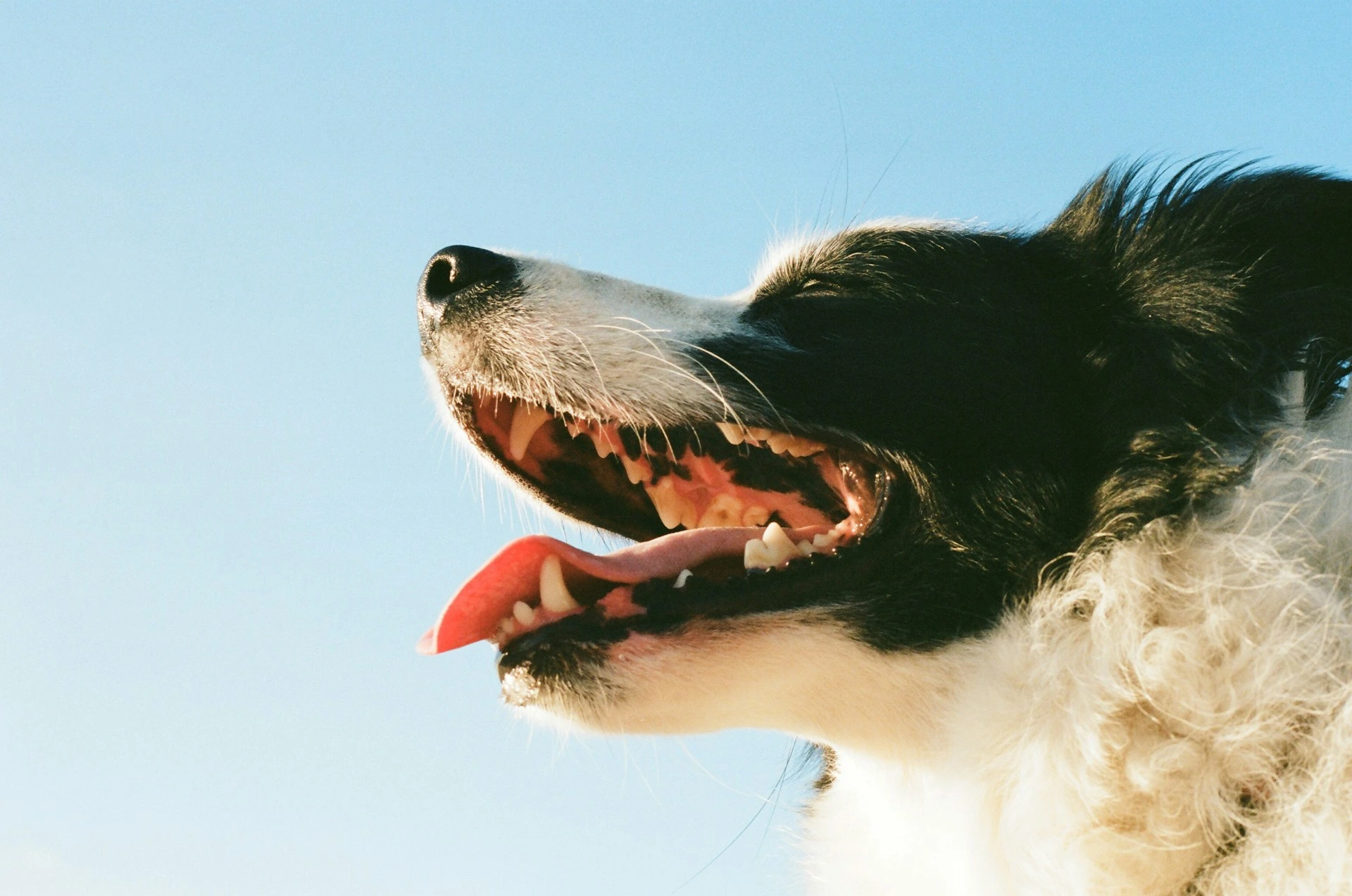 A Border Collie looking upward with its mouth wide open against a clear blue sky.